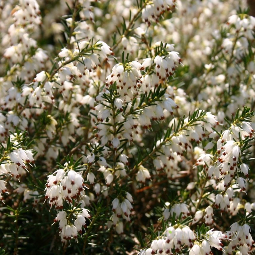 Эрика Уайт Перфекшн.