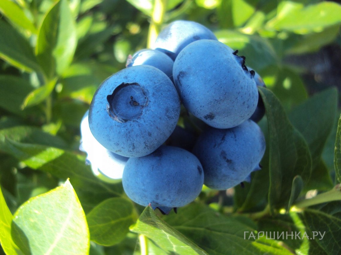Голубика Американская