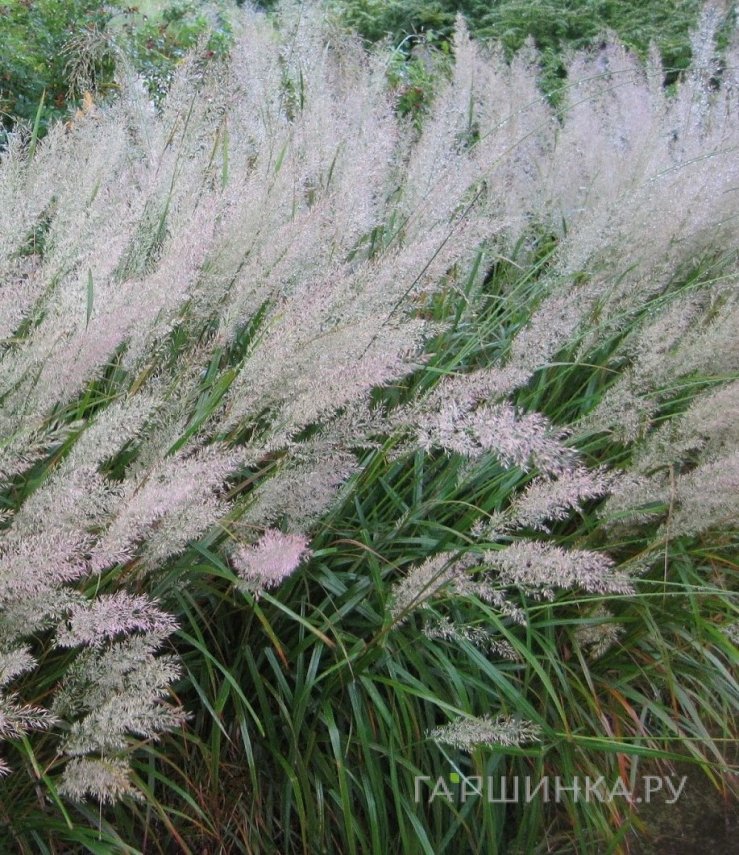 Вейник коротковолосистый