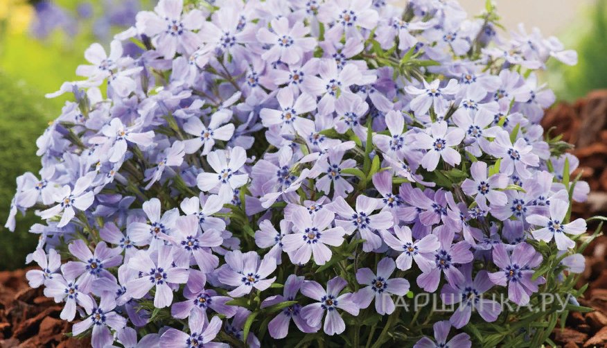Флокс шиловидный Фабулос Блю Вайолет