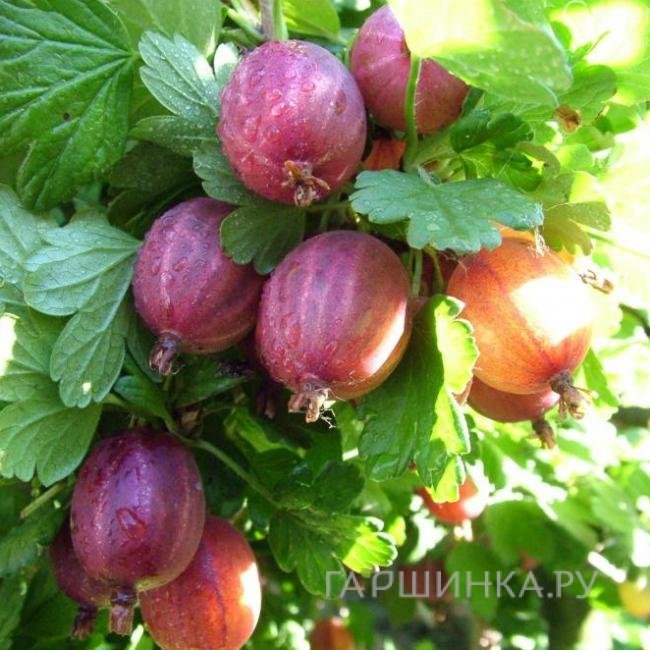 Крыжовник Серенада