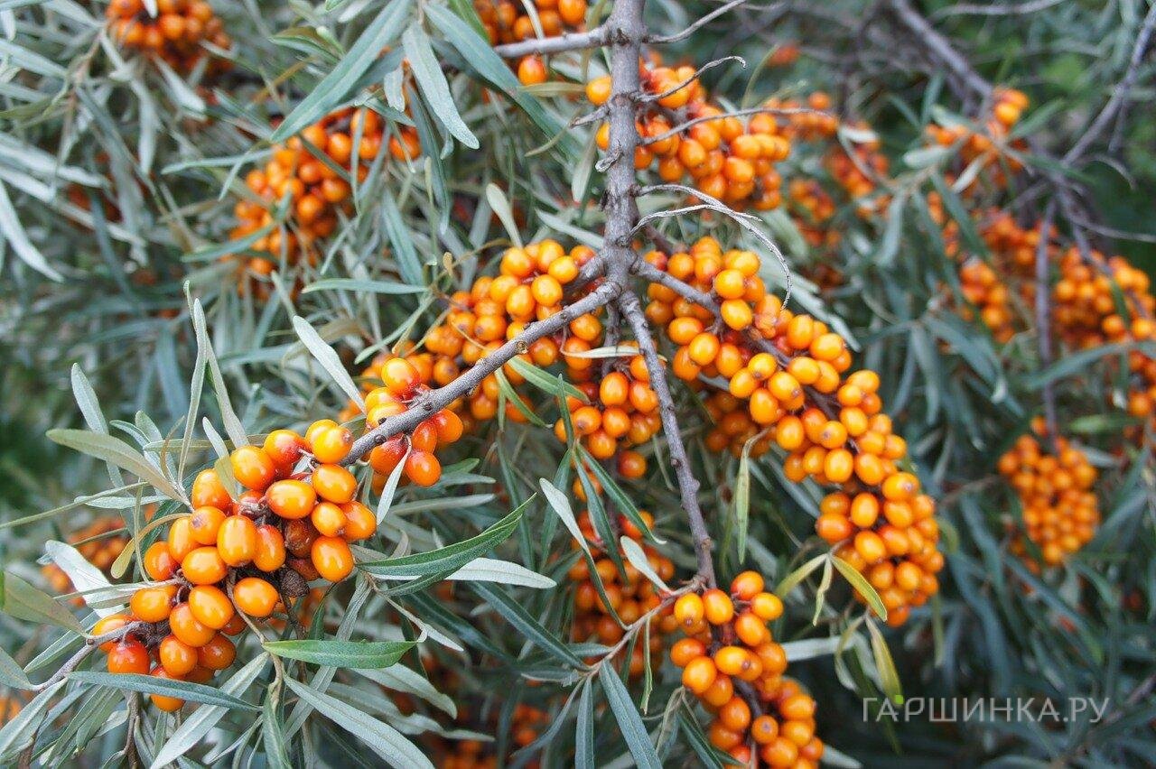 Облепиха Трофимовская