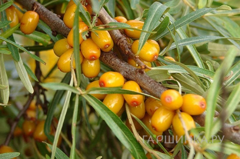 Облепиха Желтоплодная