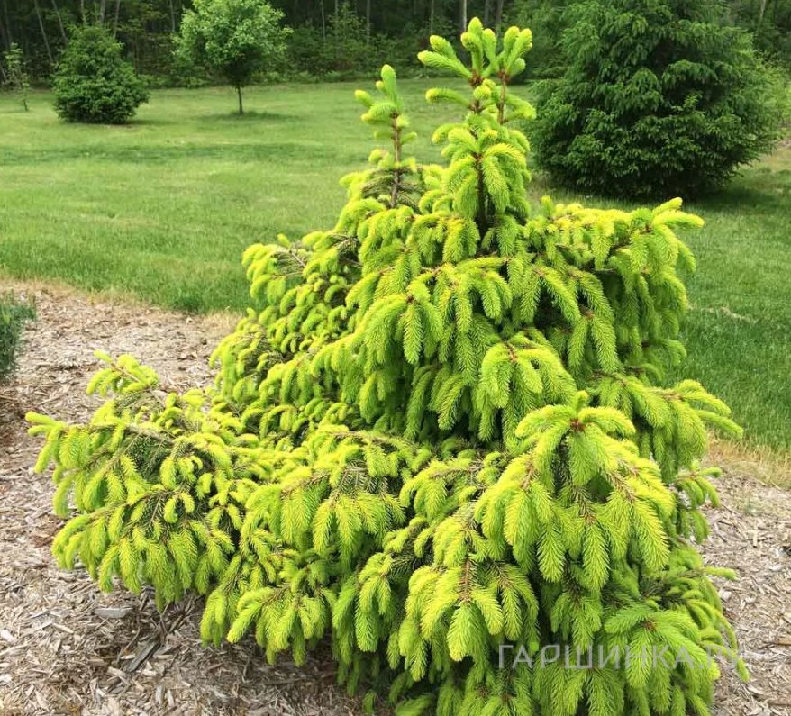 Ель обыкновенная Акрокона Голден