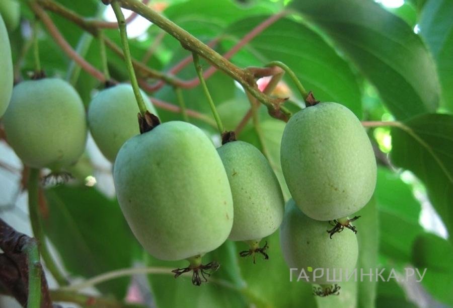 Актинидия коломикта Ленинградская крупноплодная (женский сорт)