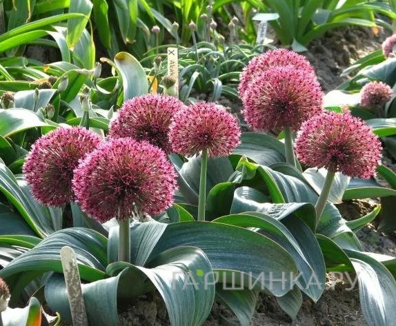 Лук декоративный Ред Гиант