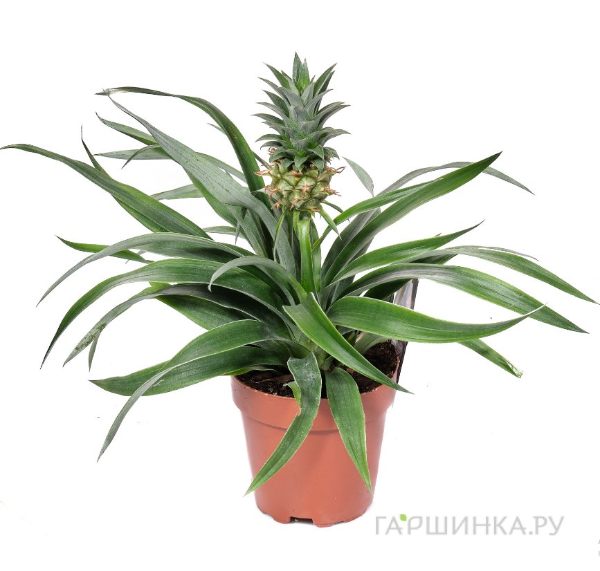 Ананас Корона