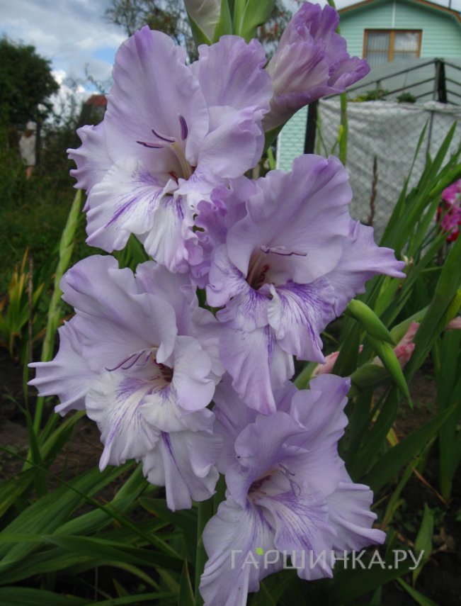 Гладиолус Андрей Первозванный