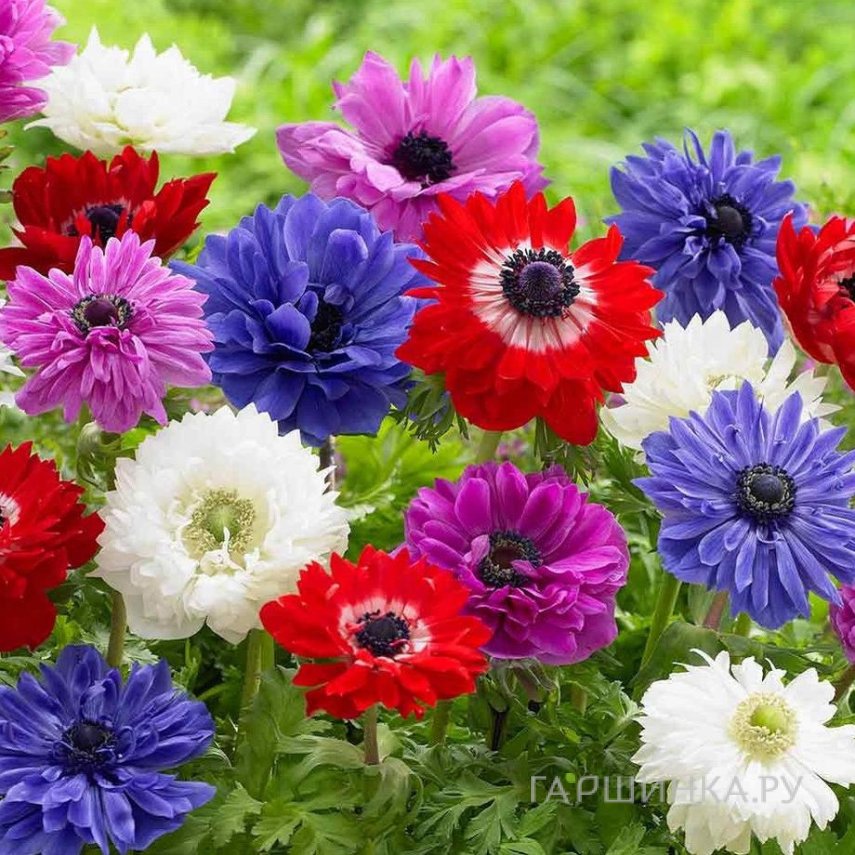 Анемона (Ветреница) махровая Бриджит Микс 10шт