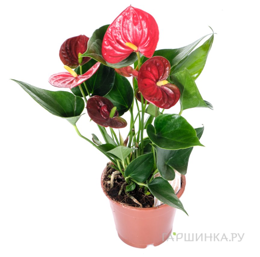 Антуриум андрианум Альмера