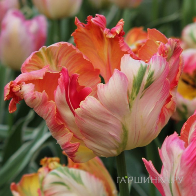 Тюльпан Априкот Пэррот попугайный 4шт