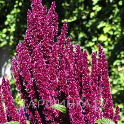 Астильба Арендса Джо Офорст