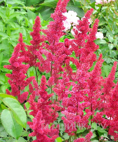 Астильба Арендса Гертруд Брикс