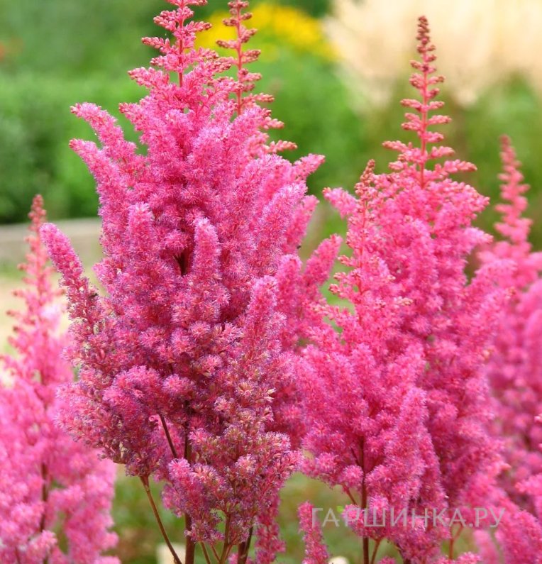 Астильба арендса Глория