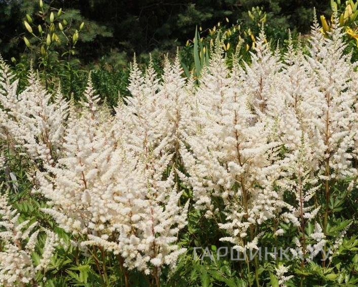 Астильба арендса Иррлихт