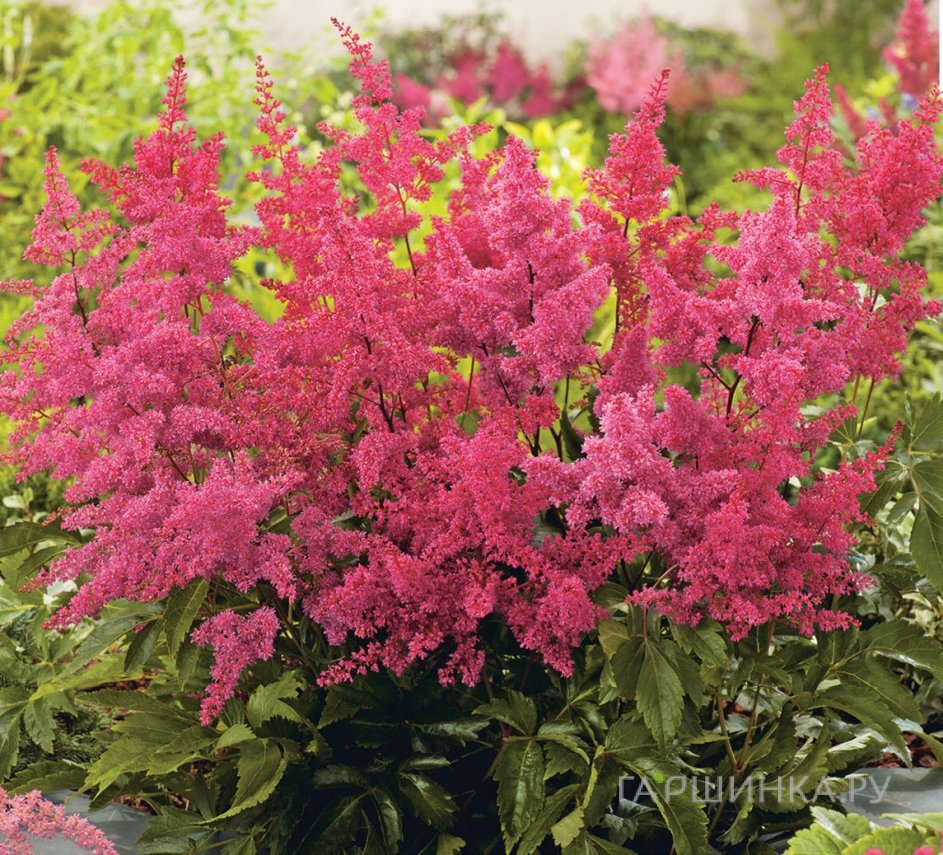 Астильба Арендса Ред Шарм