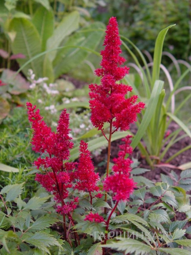 Астильба Арендса Спартан