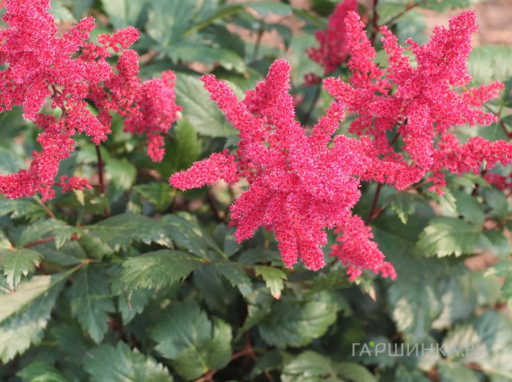 Астильба арендса Спинелл