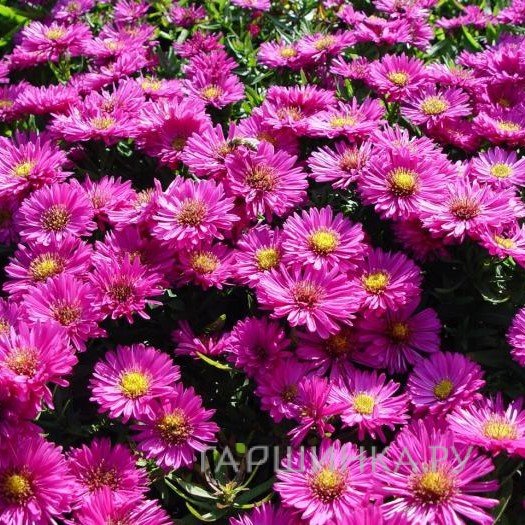 Астра кустарниковая Старлайт