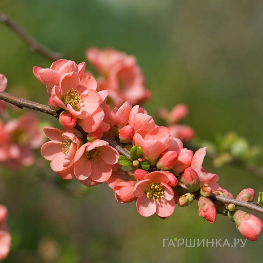 Айва Салмон Горизон