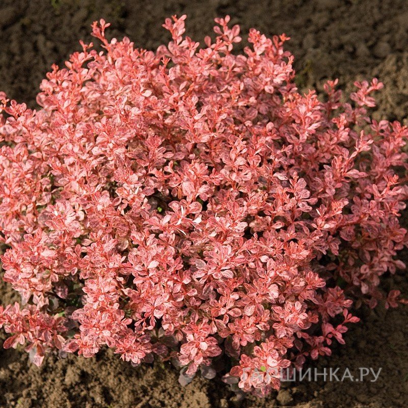Барбарис Тунберга Инспирейшн