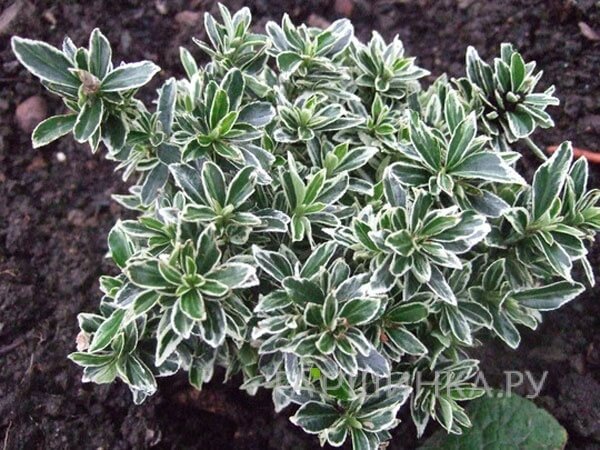 Бересклет японский Альбомаргинатус