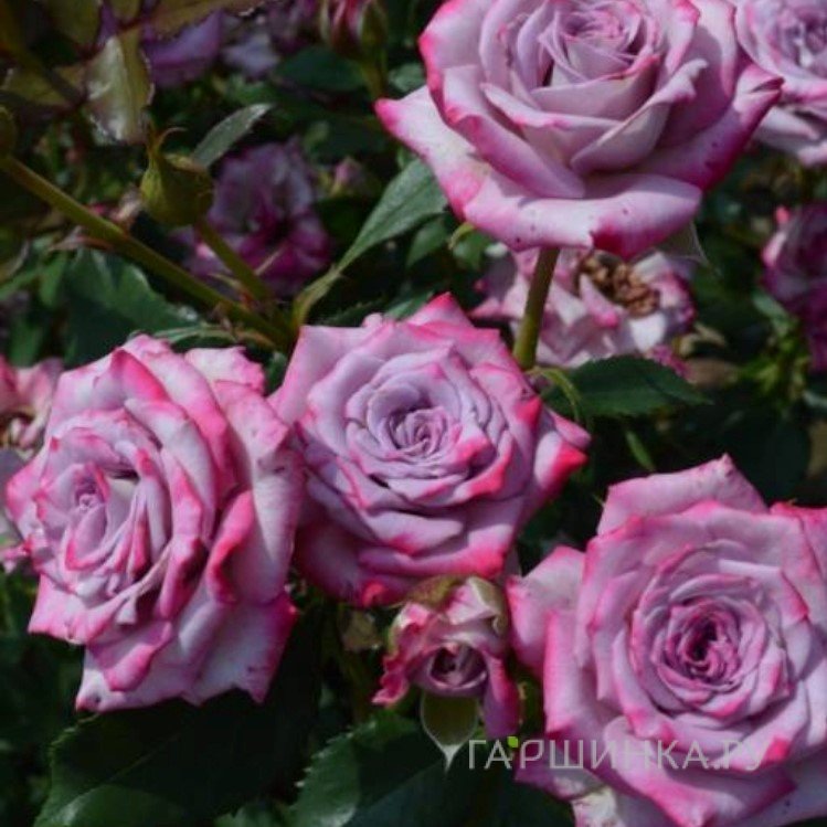 Роза Бич Хилкадо флорибунда, Империал Роуз Imperial Rose