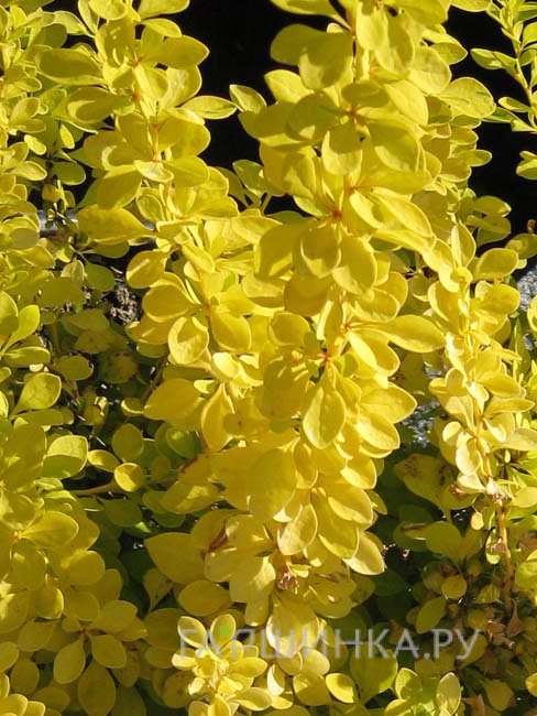 Барбарис Тунберга Ауреа