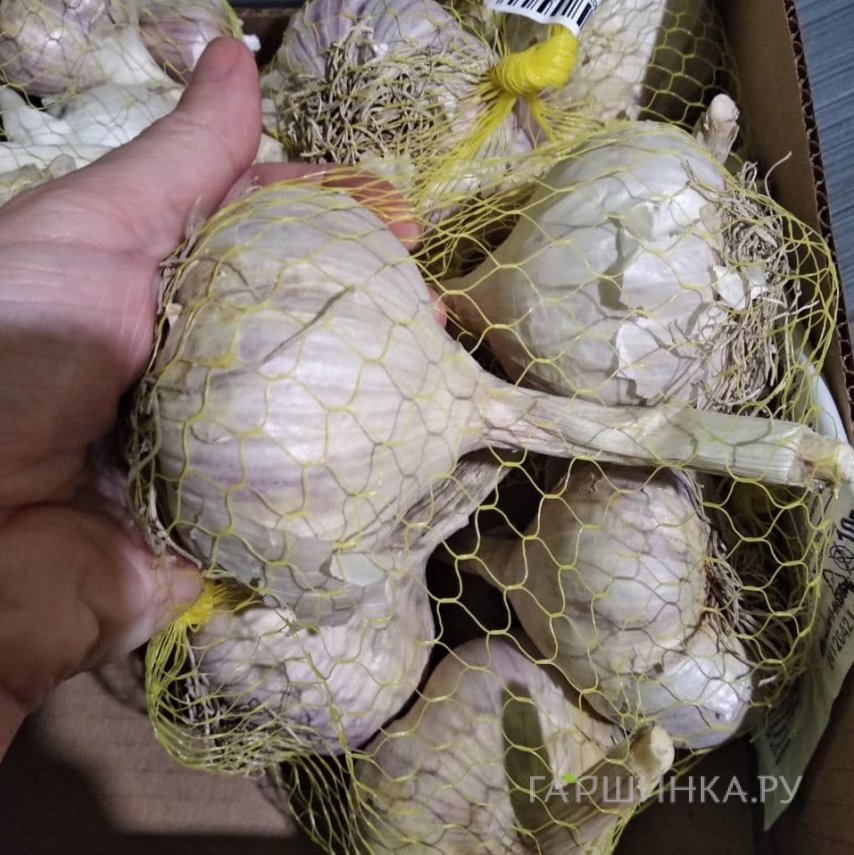 Чеснок озимый сорт Владимирский Богатырь 0.5кг