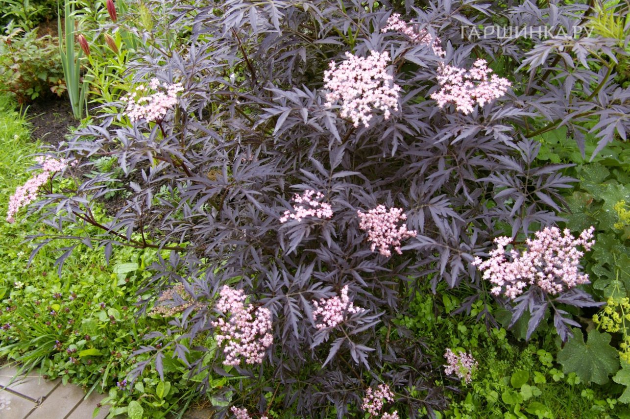 Бузина черная Блэк Лейс