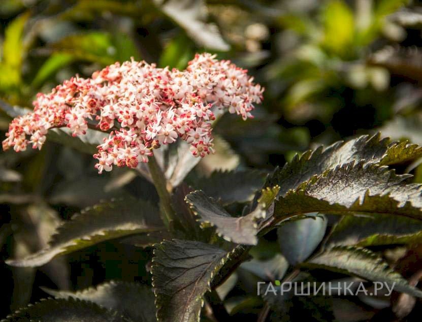 Бузина черная Блэк Тауэр