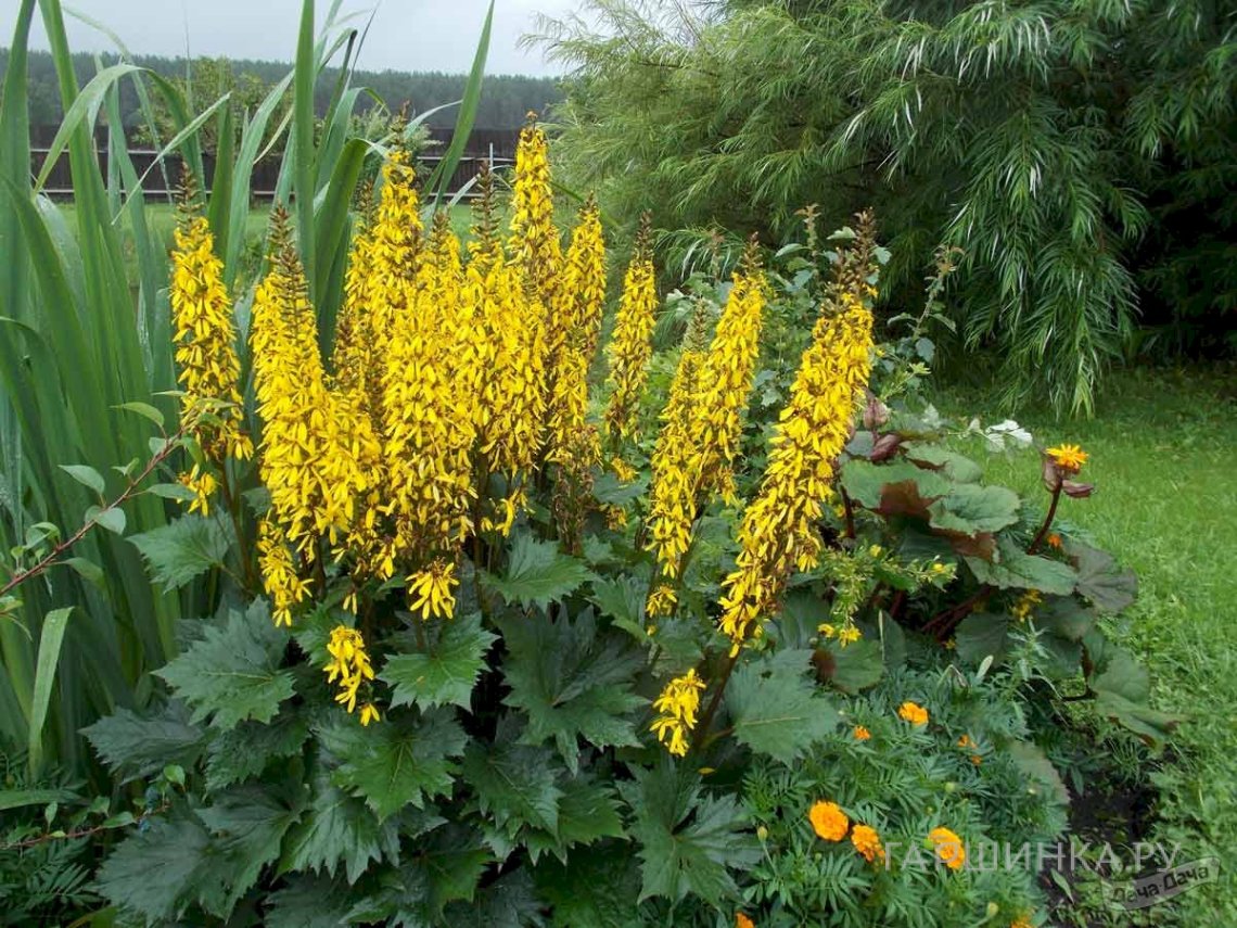 Бузульник Вильсона