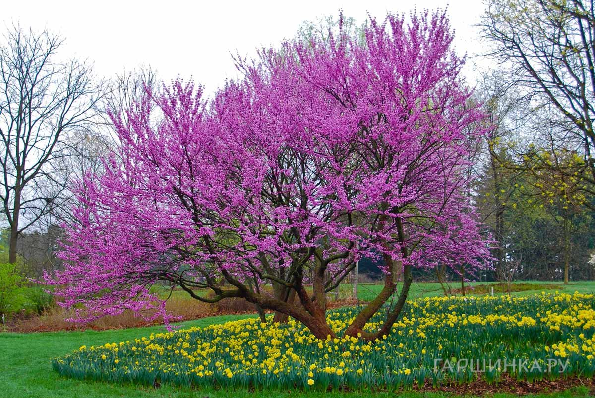 Багрянник (Церцис) канадский
