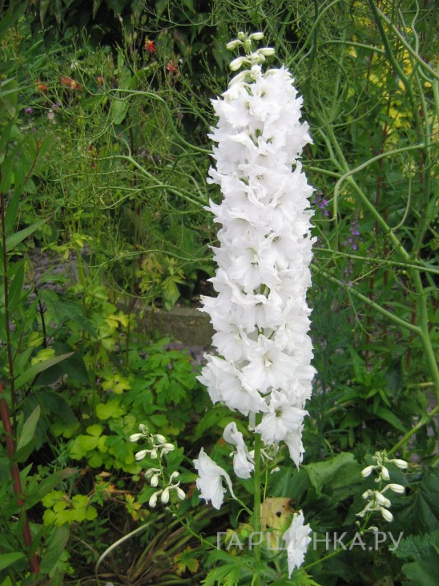 Дельфиниум Пацифик Вайт