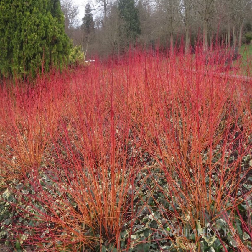 Дерен кроваво-красный Анна Винтер Оранж