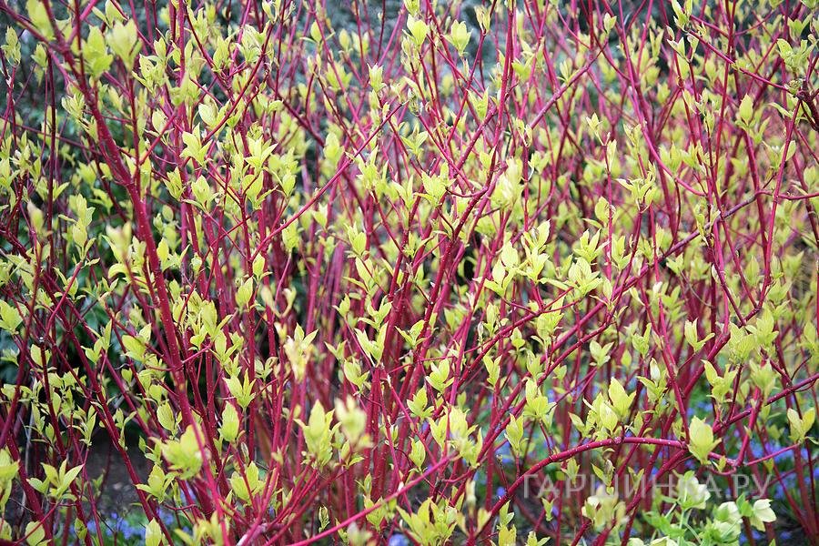 Дерен Батон Руж белый