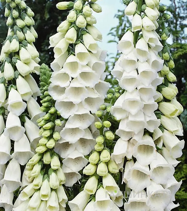 Наперстянка пурпурная Сноу Трамбл