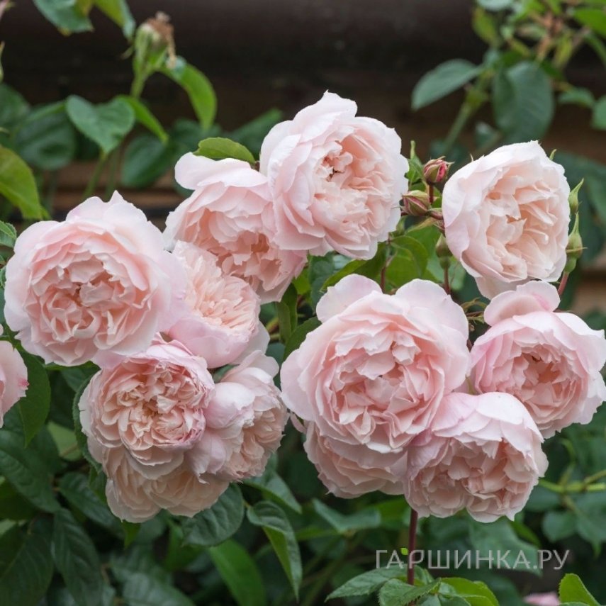 Роза Дженерос Гарденер, Д.Остин кустарниковая (лиц)