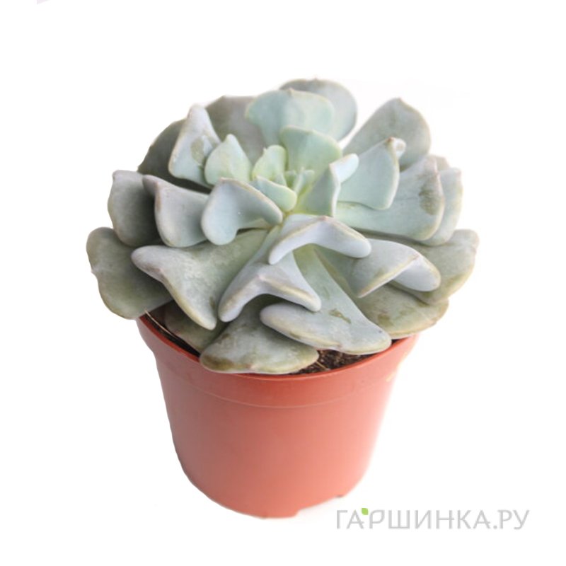 Эхеверия Кубик Фрост