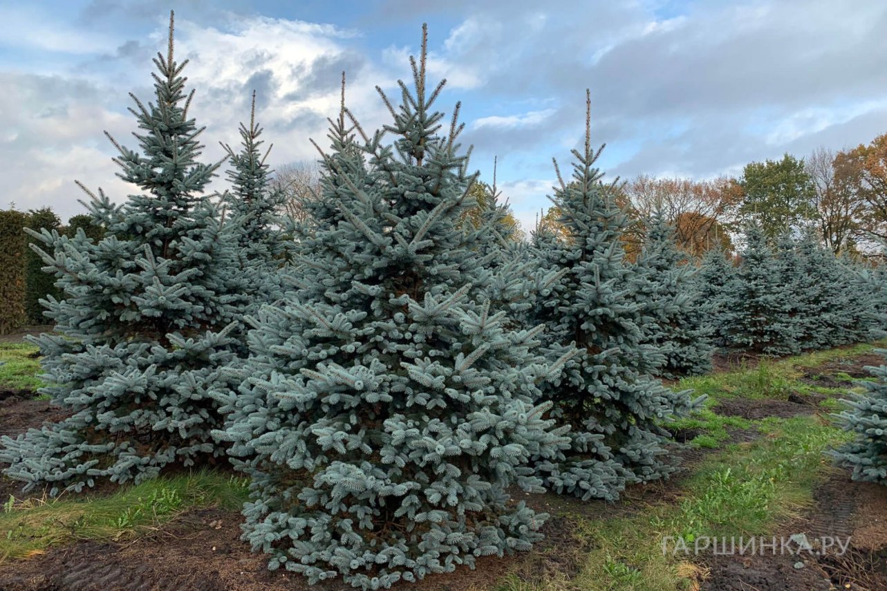 Ель колючая Глаука голубая
