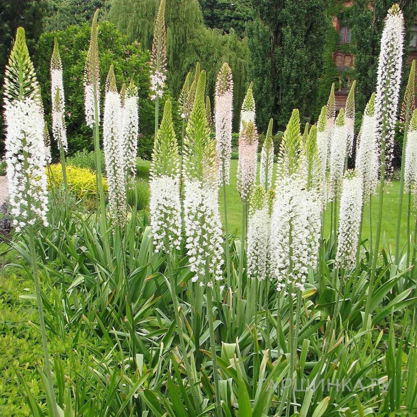 Эремурус мощный