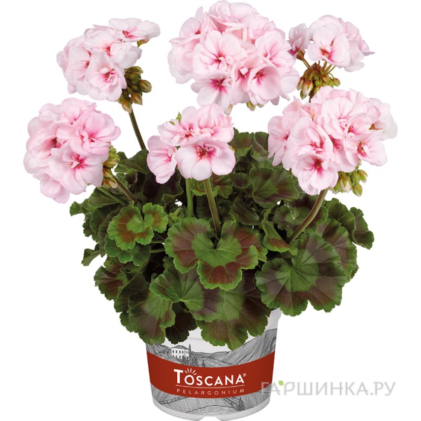Пеларгония зональная Тоскана Эстель