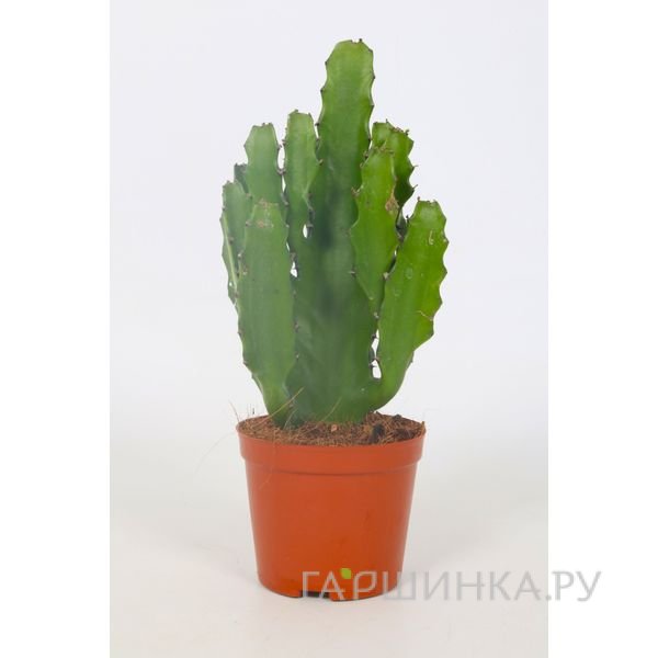 Эуфорбия Абиссинская