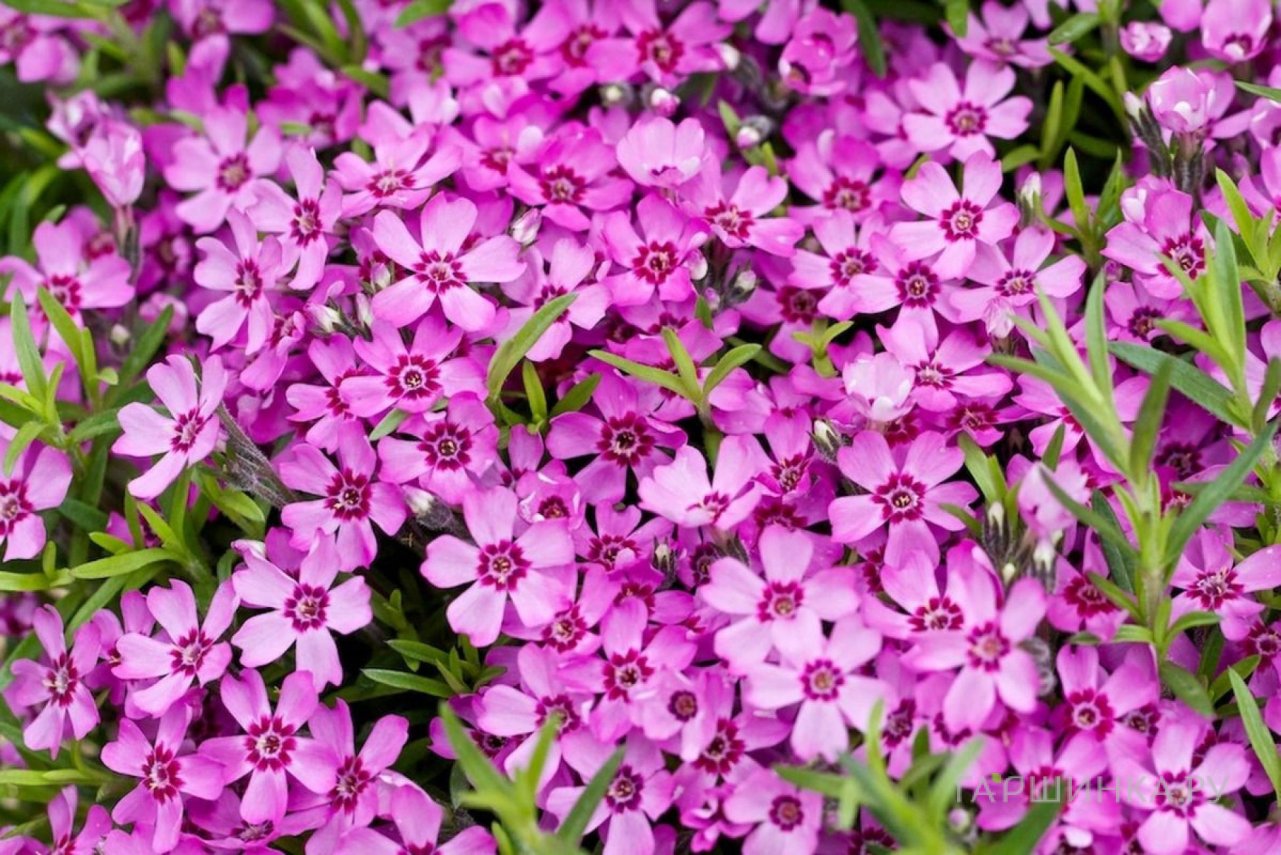 Флокс шиловидный Цвергентеппих