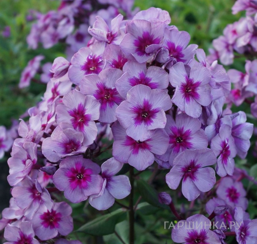 Флокс Старый маяк