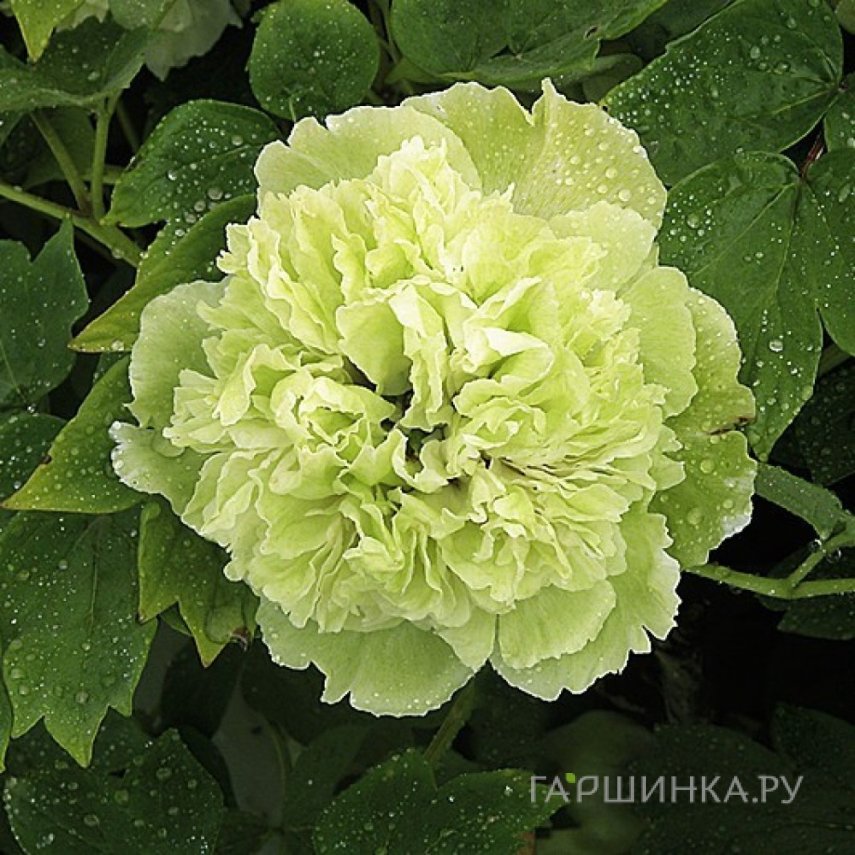 Пион Зеленые Бобы древовидный зеленый