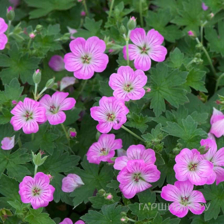 Герань гибридная Мейвис Симпсон