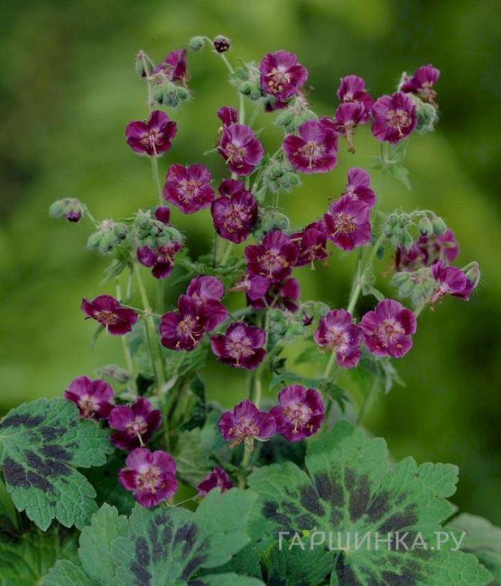 Герань темная Самобор