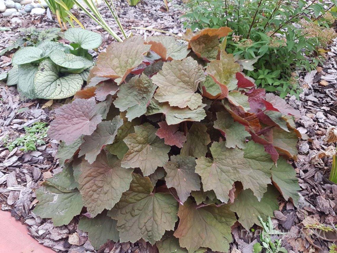 Гейхера Биг Топ Бронз