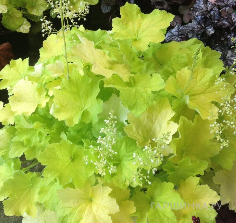 Гейхера Фисташ